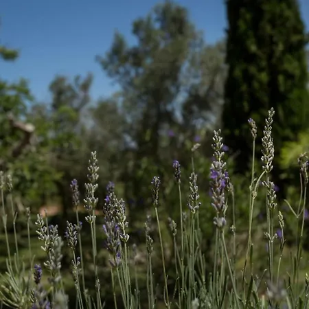 Son Miranda - La Organic *